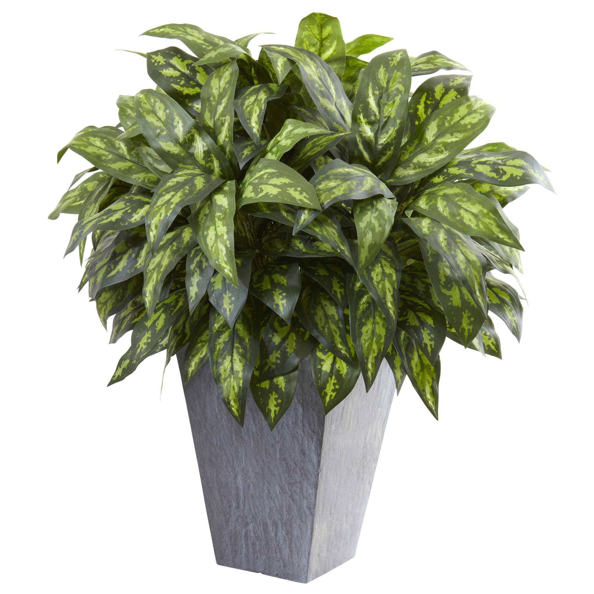 37" Silver King Plant with Slate Planter